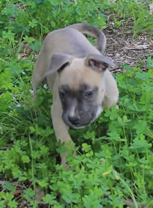 DDDawgs Frankie Gonna Thongya